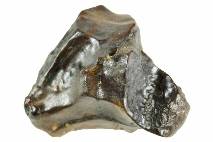 Fossil Triceratops Shed Tooth - Wyoming #364358